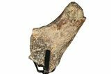 Fossil Thescelosaurus Rib Section w/ Metal Stand - South Dakota #350620-2